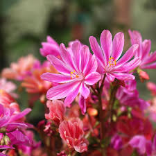 Little Plum Lewisia : 4 Inch Pot