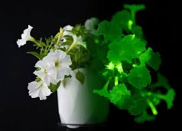 [Firefly Petunia : 45mm (3 Pack)] Firefly Petunia ® : 45mm (3 Pack)