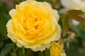 [Easy Elegance Rose High Voltage : 3 Gallon] Easy Elegance Rose High Voltage ® : 3 Gallon