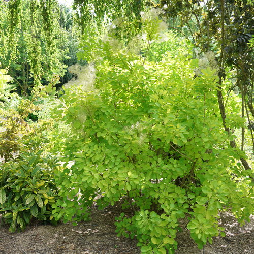 [Winecraft Gold Smokebush : 3 Gallon] Winecraft Gold Smokebush ® PW : 3 Gallon
